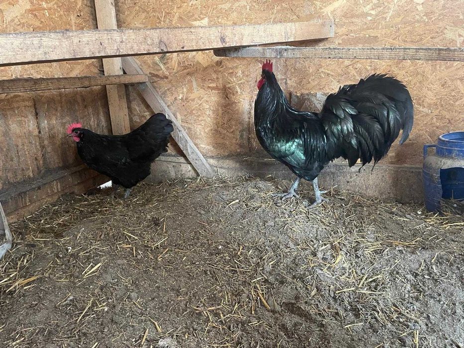 Pui Australorp de o zi
