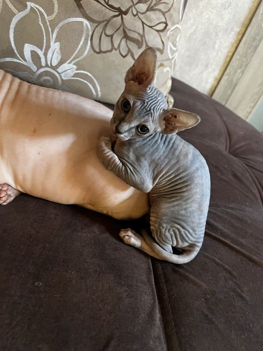 Котята канадский сфинкс