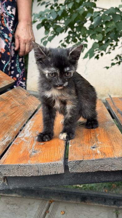 Котенок девочка