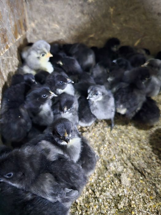 Продаются недельные цыплята