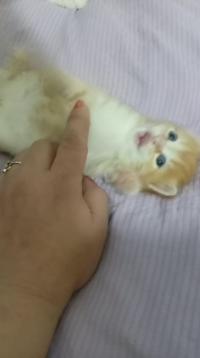 Отдам в добрые руки