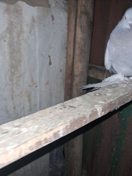 Голуби тасманы 5000тыс