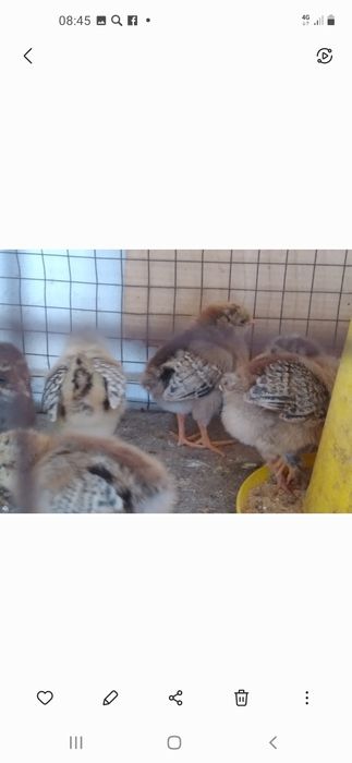 Продам цыплят кученских