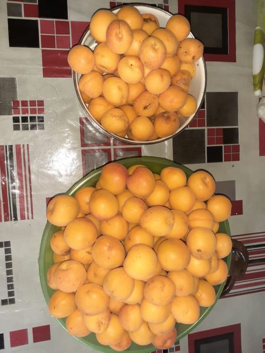 Продам дачу в 21 колективе