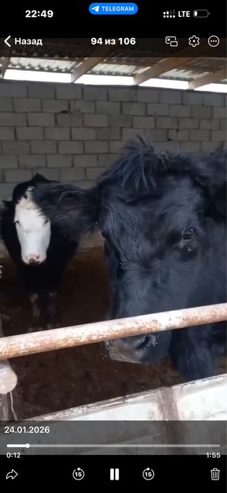 Simental angus  bugoz mollar sotiladi