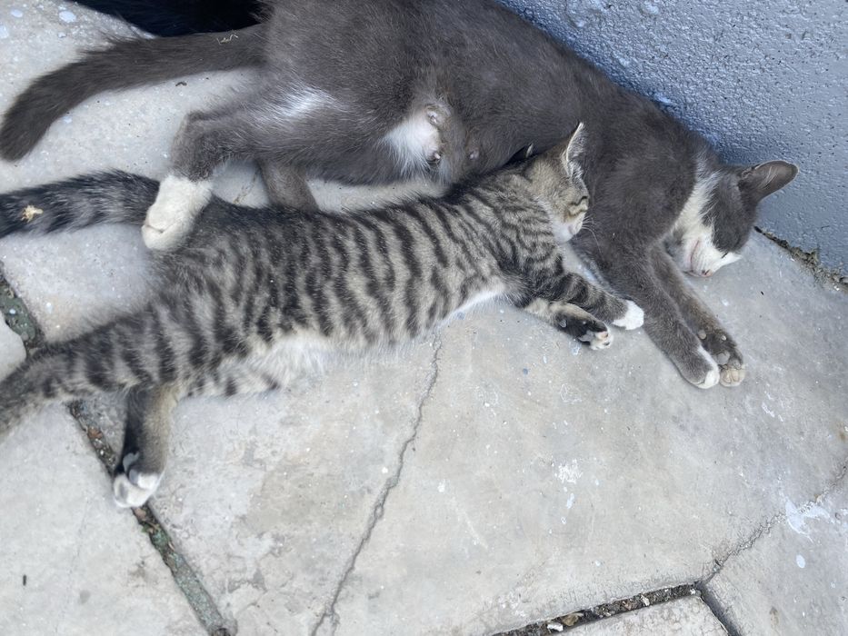 Отдам котят в хорошие руки