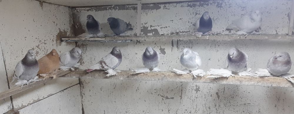 Продам игровых голубей