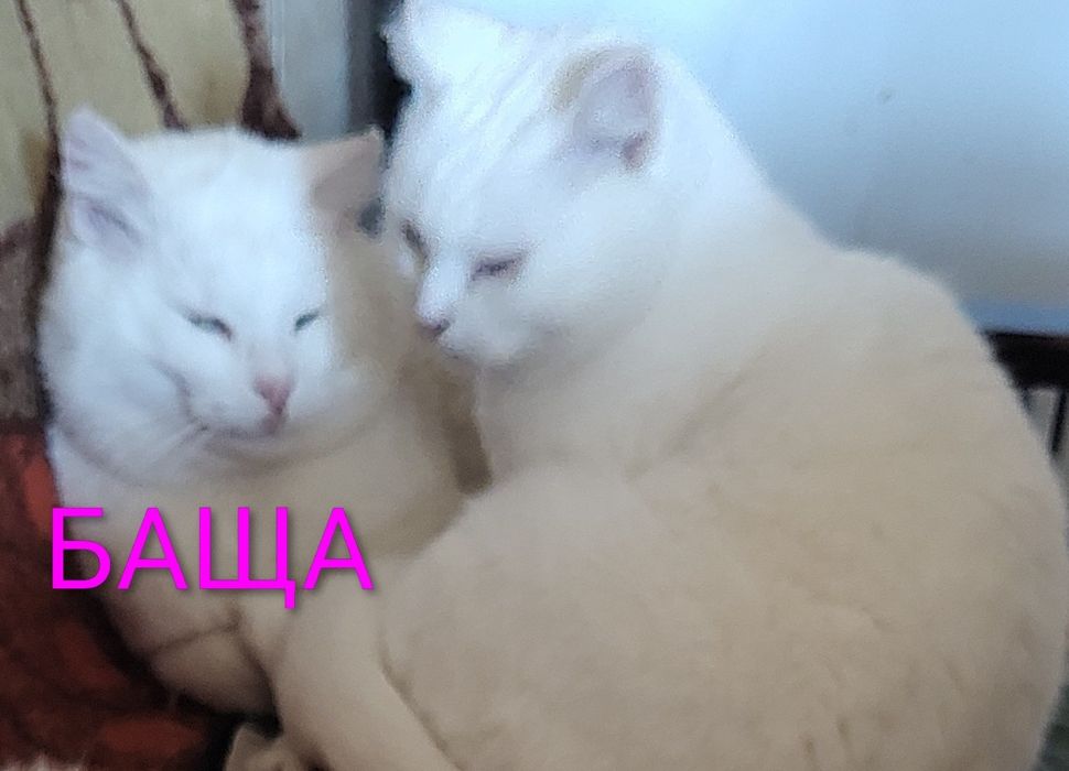 Бели котенца, търсят дом