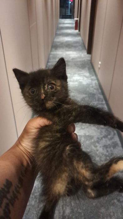 Котенок Милка   ищет дом и ласковые руки