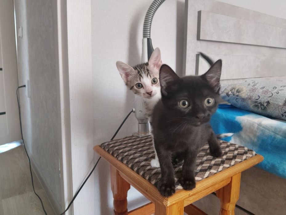 Отдам котят в добрые руки