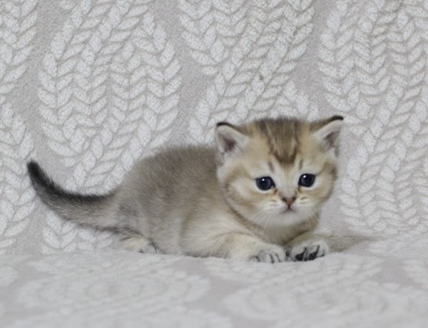 Кошечка шотландская