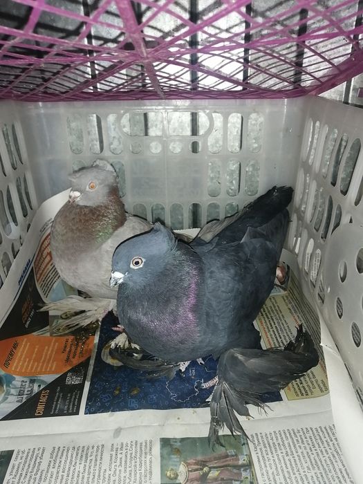 Продам голубей пара