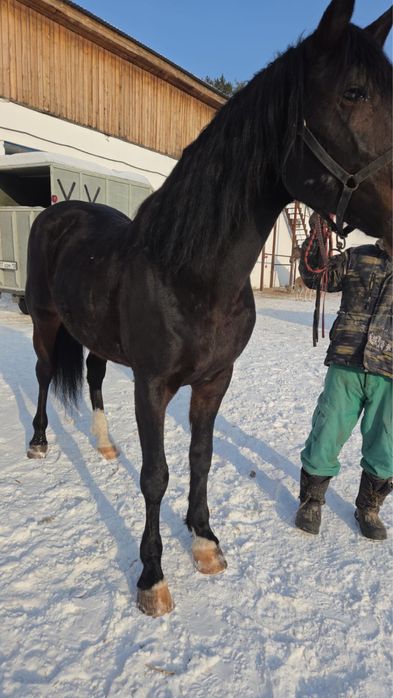 Айгыр жеребец семь лет