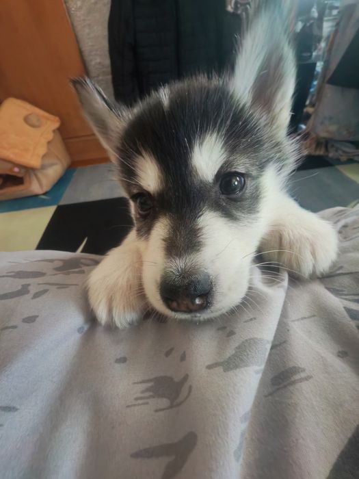 Продам девочку хаски