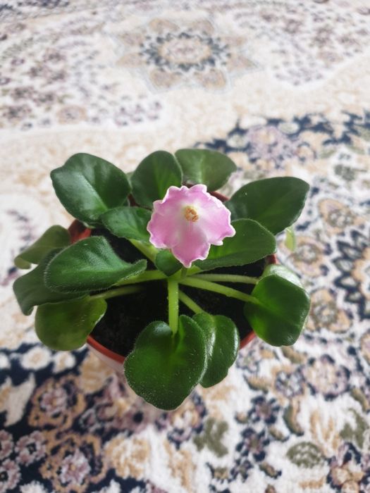 Цветущие фиалки сортовые