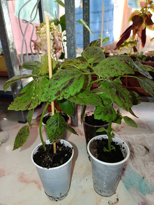 Комнатное растение. Колеус