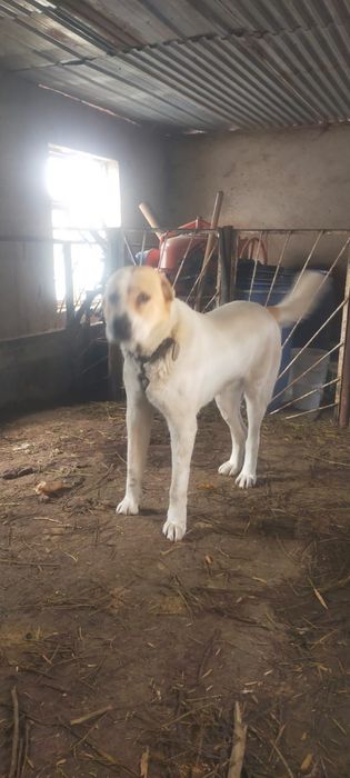 Продам мощную суку Алабая