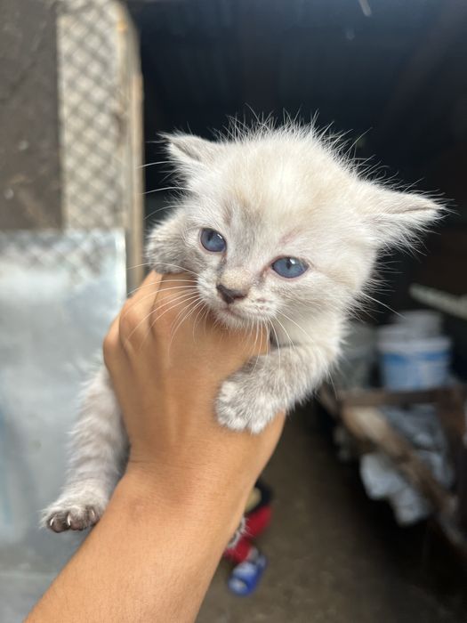 Отдам котят в добрые руки