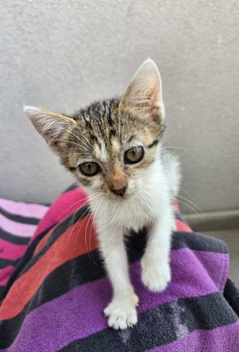 Подарявам женско коте