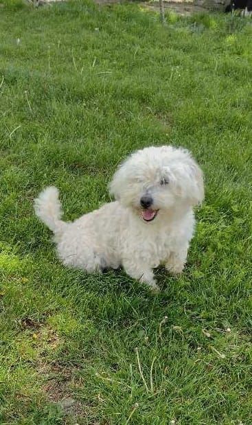 Caine Bichon malteze
