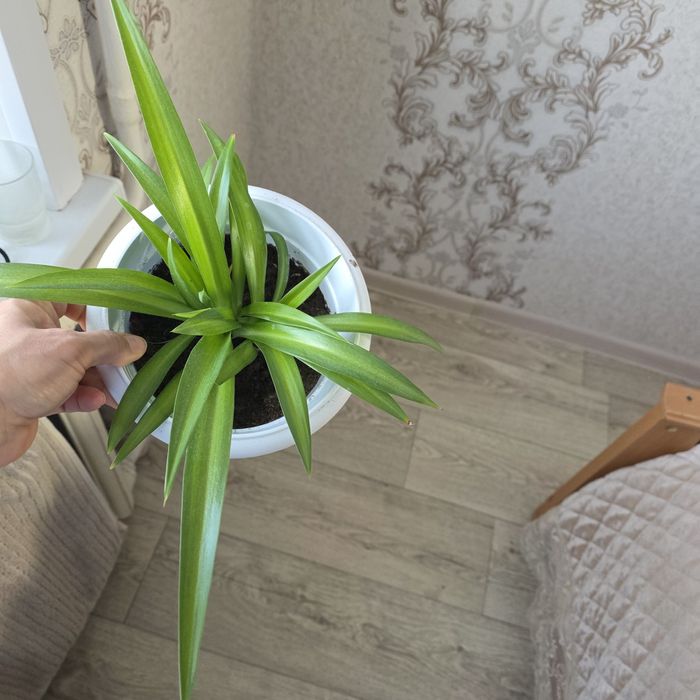 Комнатные цветы разные