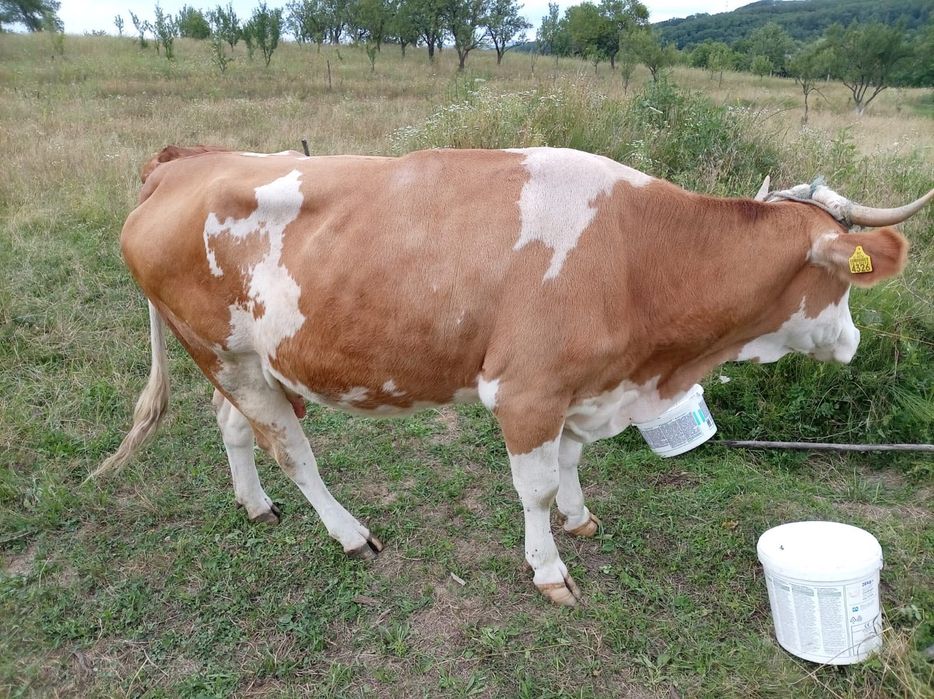 Vand vaca