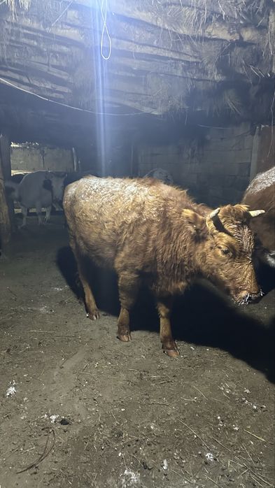 Тайыншы 1.5 жасар еркек бұзаулар