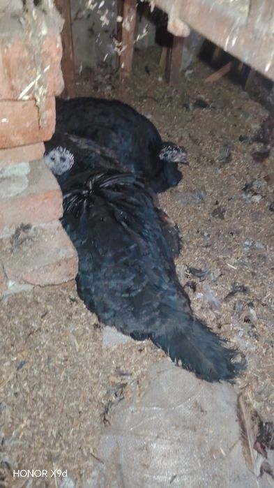 Срочна Продаю-Сотилади курка индюк тухумга отирипти