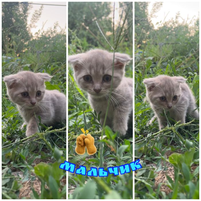 Шотландские котята вислоухие и прямоухие