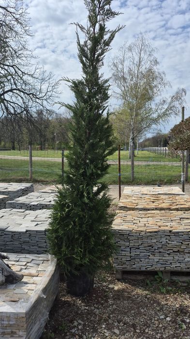 Thuia  leilandi tuia  leylandii