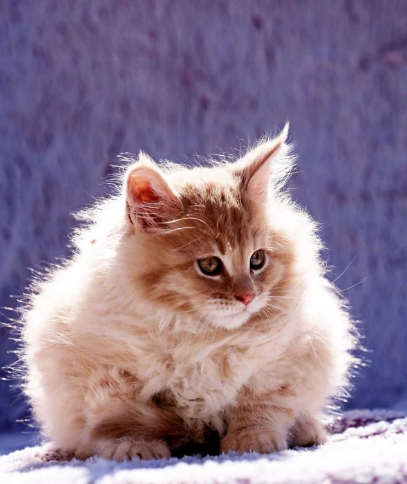 Motănel Maine Coon de elită – Pedigree WCF – Crescător behaviorist