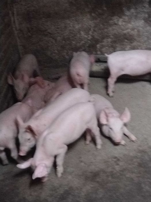 Продавам прасенца