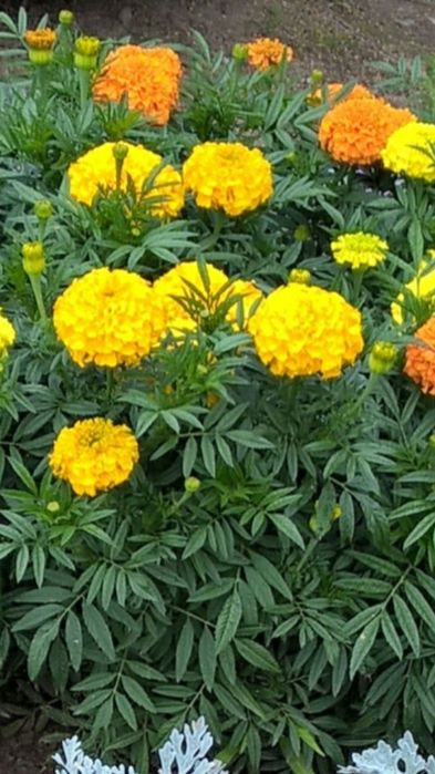 Продам семена цветов