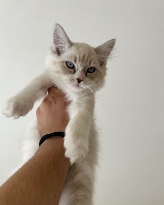 Котенца Регдол/Ragdoll