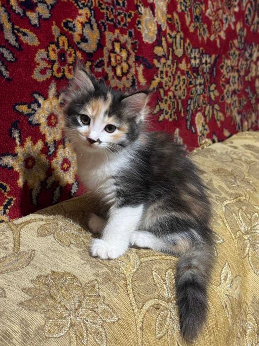Отдам котят в добрые руки