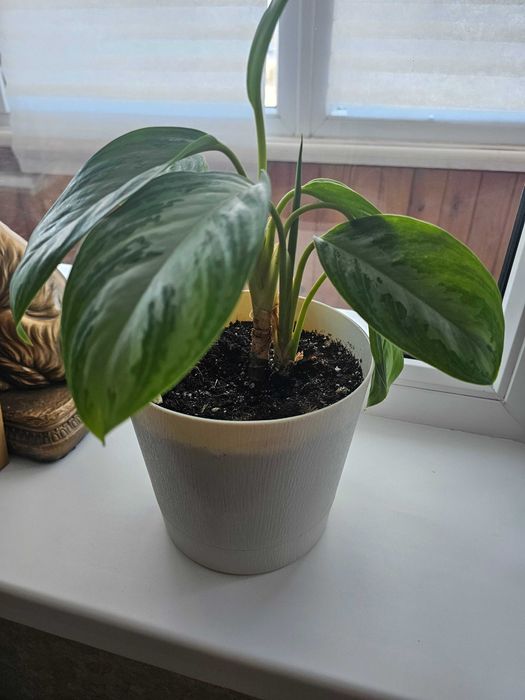 Аглаонема Silver