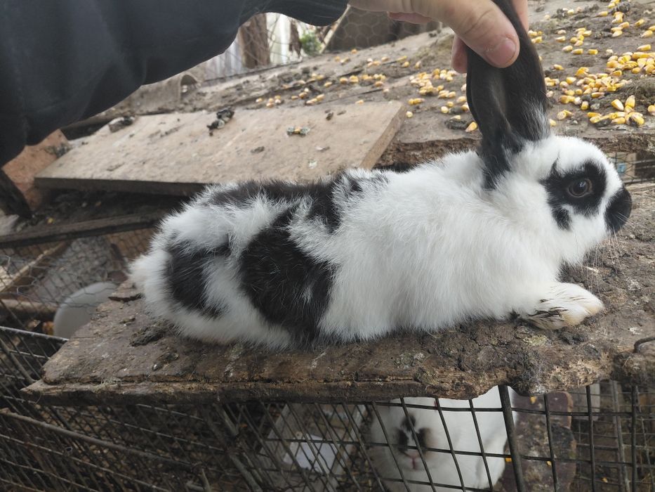 Iepuri- rasa urias belgian-uriaș german