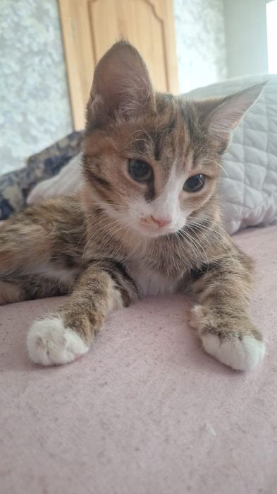 Отдам красивых кошечек