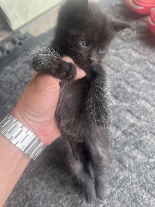 Отдам котят в хорошие руки