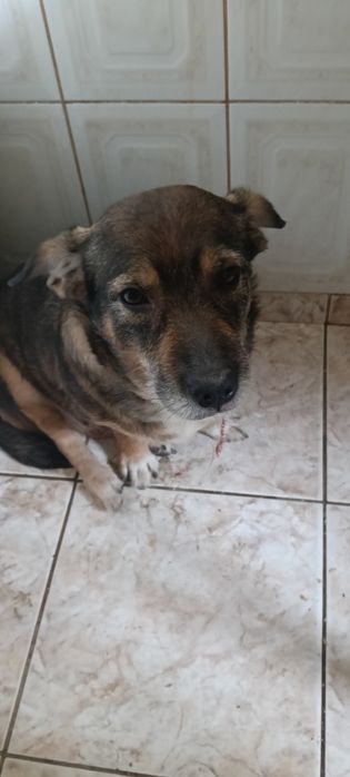 Donez caine foarte bun pentru pază