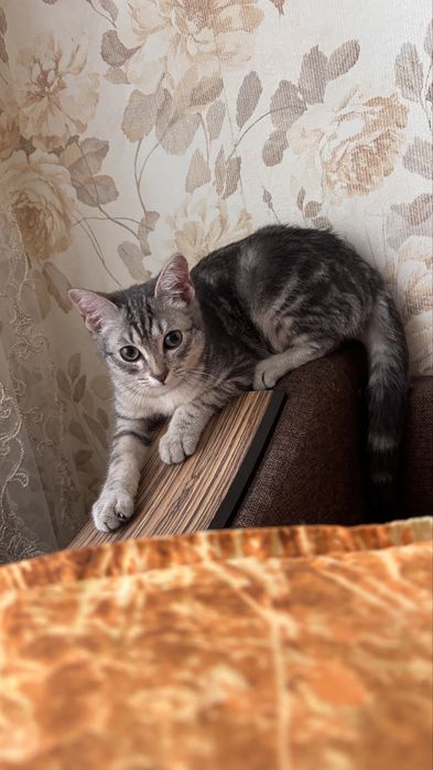 отдам котика в хорошие руки