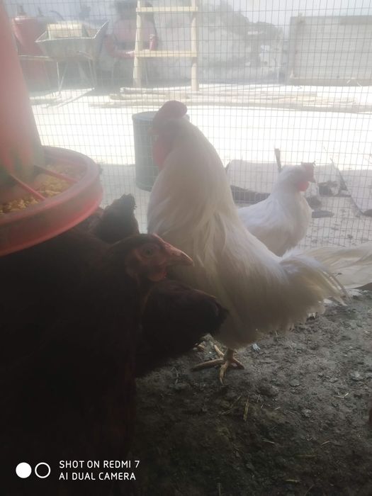 Леггорн стандарт ху́розлари сотилади...