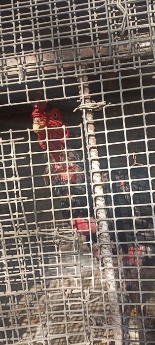 Xoroz sotiladi narxini kelishamiz