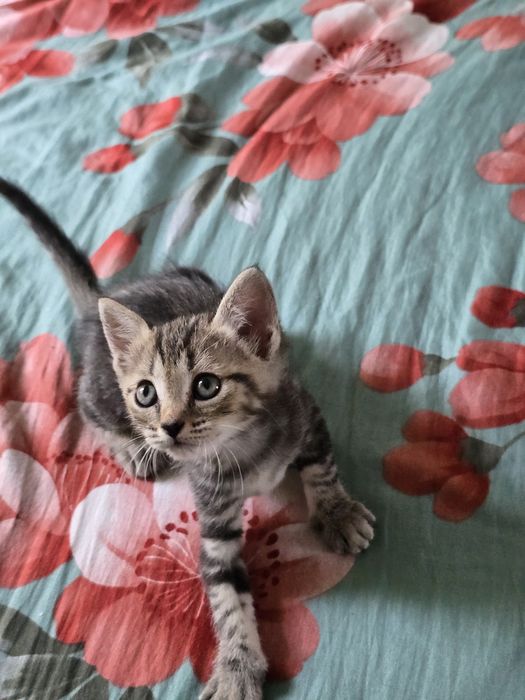 Отдам котят в добрые руки