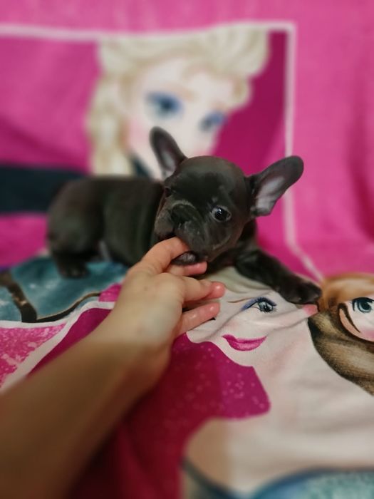 Французские бульдоги мальчики и девочки