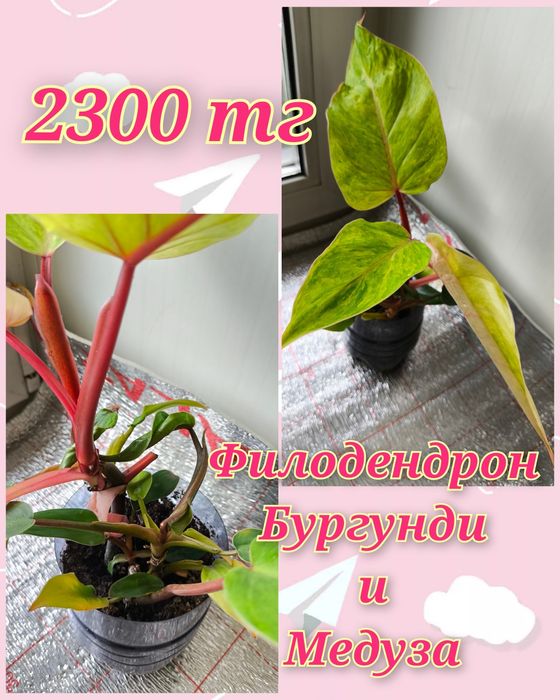 Филодендроны и другие