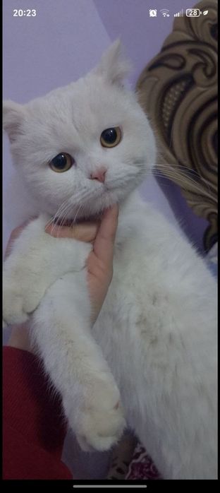 Mushugimiz kisa sotiladi