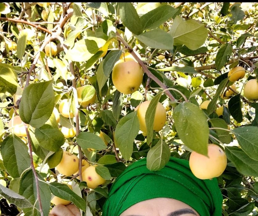 Продаю дачу в Черемушках