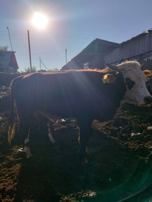 Продам бычка 1,5 годовалого