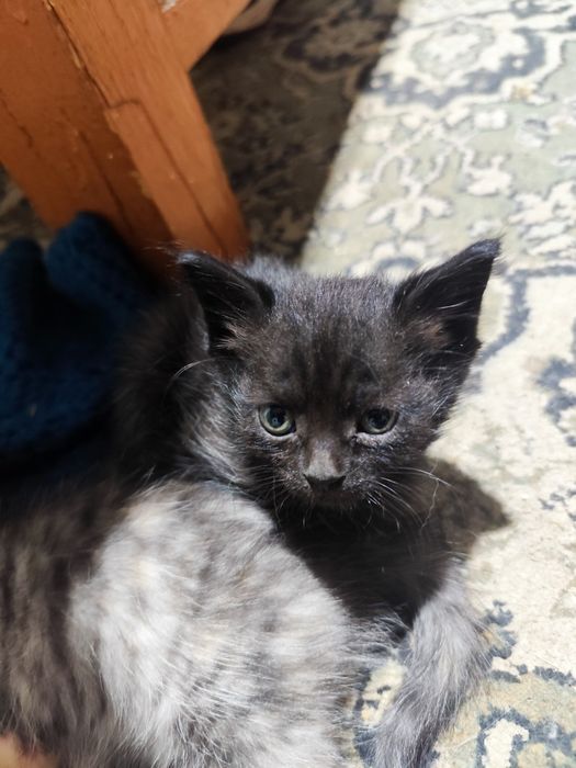 Котята бесплатно